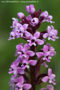 Orchis brancifortii