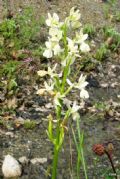Orchis provincialis