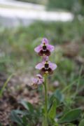 Ophrys tenthredinifera subsp. aprilia