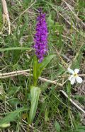 Orchis mascula subsp. speciosa