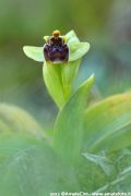 Ophrys bombyliflora