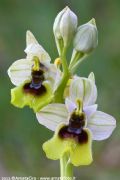 Ophrys tenthredinifera subsp. grandiflora