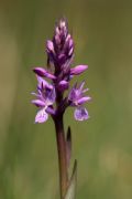 Dactylorhiza traunsteineri