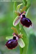 Ophrys passionis