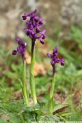 Anacamptis longicornu