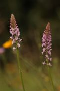 Gymnadenia odoratissima