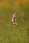 Gymnadenia odoratissima