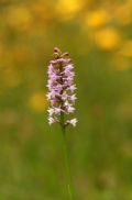 Gymnadenia odoratissima