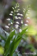 Cephalanthera longifolia