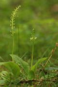 Malaxis monophyllos e Liparis loeselii