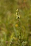Pseudorchis albida