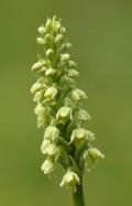 Pseudorchis albida