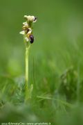 Ophrys pallida