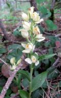 Cephalanthera damasonium