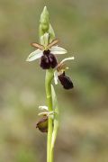 Ophrys sphegodes subsp. sphegodes
