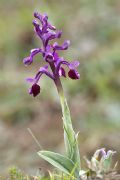 Anacamptis longicornu