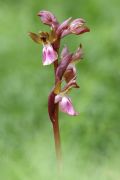 Anacamptis collina