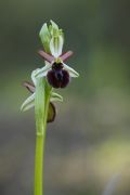 Ophrys sphegodes subsp. sphegodes