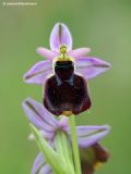 Ophrys panattensis