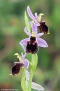 Ophrys panattensis