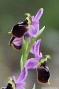 Ophrys panattensis