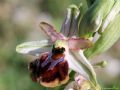 Ophrys panormitana