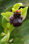 Ophrys bombyliflora