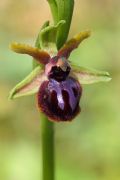 Ophrys passionis