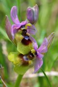 Ophrys tenthredinifera subsp. grandiflora