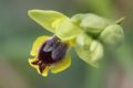 Ophrys sicula