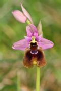 Ophrys tenthredinifera