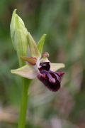Ophrys incubacea