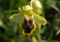 Ophrys subfusca subsp. laurensis