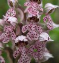 Neotinea lactea