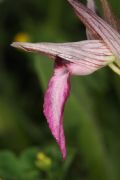Serapias lingua