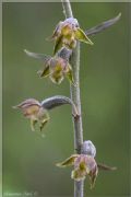 Epipactis microphylla
