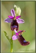 Ophrys bertolonii subsp. bertolonii