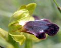 Ophrys mirabilis