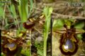 Ophrys speculum