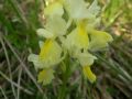 Orchis pauciflora