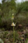 Ophrys apifera