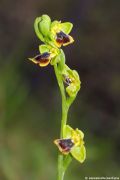 Ophrys subfusca subsp. liveranii