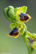 Ophrys subfusca subsp. liveranii