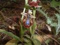 Ophrys speculum