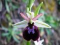 Ophrys panormitana