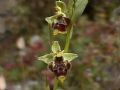 Ophrys scolopax