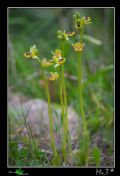 Ophrys sicula