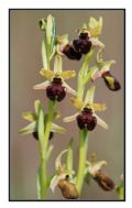 Ophrys sphegodes