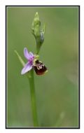 Ophrys tetraloniae