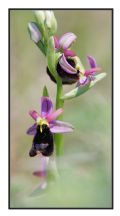 Ophrys bertolonii subsp. benacensis